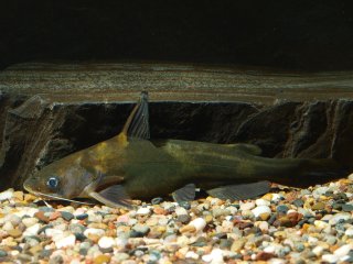 Common member of the genus Tachysurus