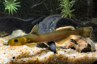 Tachysurus gracilis