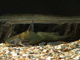 Tachysurus sinensis