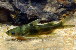 Tachysurus sinensis