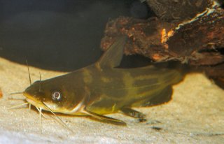 Tachysurus sinensis