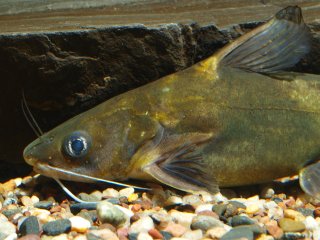 Tachysurus sinensis