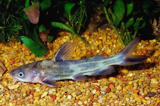 Tachysurus sinensis