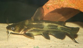 Tachysurus sinensis