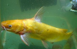 Tachysurus sinensis