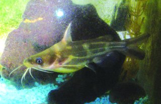 Tachysurus sinensis