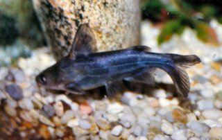 Tachysurus sinensis