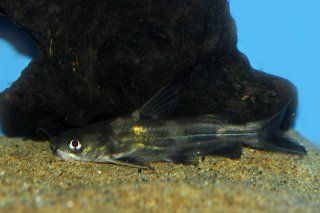 Tachysurus sinensis