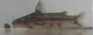 Tachysurus spilotus