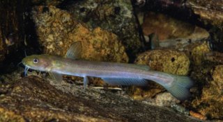 Tachysurus wuyueensis
