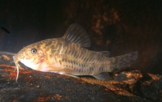 Brochis (sub-clade 1) difluviatilis