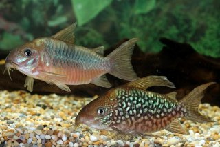 Brochis (sub-clade 2) pantanalensis