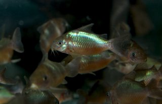 Brochis (sub-clade 2) pantanalensis