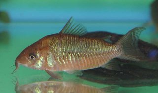 Brochis (sub-clade 2) pantanalensis