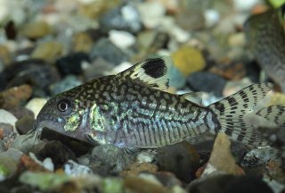 Brochis (sub-clade 2) reticulata