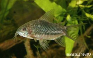 Brochis (sub-clade 2) sp. (Cw033)