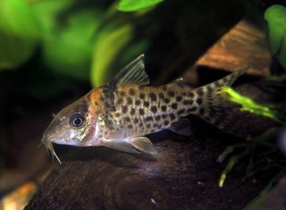 Brochis (sub-clade 3) agassizii