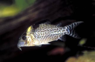 Brochis (sub-clade 3) agassizii