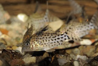 Brochis (sub-clade 3) agassizii