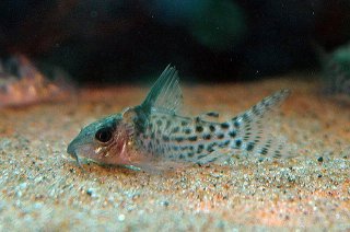 Brochis (sub-clade 3) agassizii