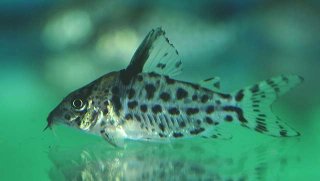 Brochis (sub-clade 3) agassizii