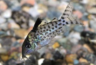 Brochis (sub-clade 3) agassizii