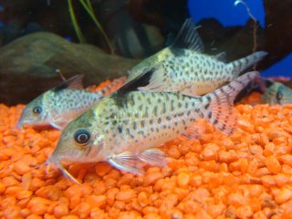 Brochis (sub-clade 3) agassizii