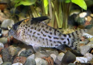 Brochis (sub-clade 3) agassizii