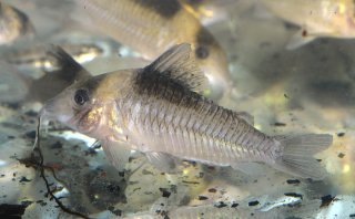 Brochis (sub-clade 3) amandajanea