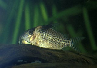 Brochis (sub-clade 3) ambiacus