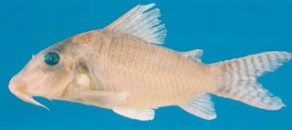 Brochis (sub-clade 3) approuaguensis