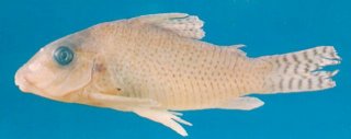 Brochis (sub-clade 3) approuaguensis