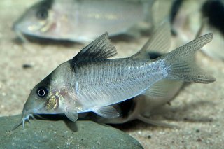 Brochis (sub-clade 3) cryptica