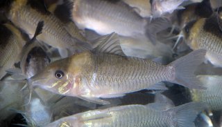 Brochis (sub-clade 3) ephippifer