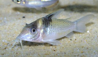 Brochis (sub-clade 3) ephippifer
