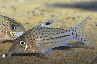 Brochis (sub-clade 3) leopardus