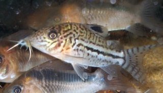 Brochis (sub-clade 3) leopardus