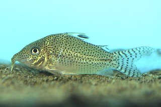 Brochis (sub-clade 3) leopardus