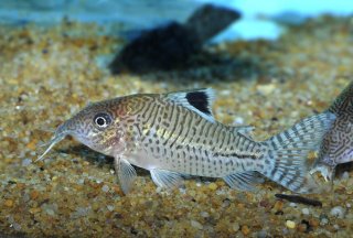 Brochis (sub-clade 3) leopardus