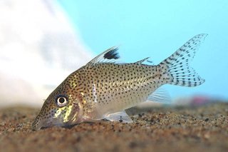 Brochis (sub-clade 3) leopardus