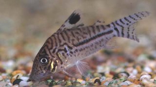 Brochis (sub-clade 3) leopardus