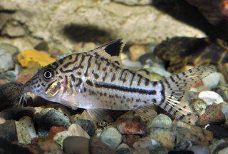 Brochis (sub-clade 3) leopardus
