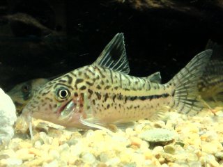 Brochis (sub-clade 3) leopardus