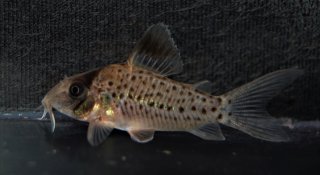 Brochis (sub-clade 3) orphnopterus