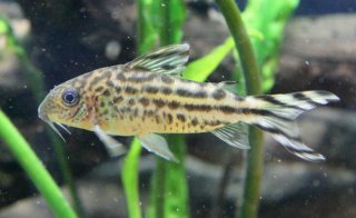 Brochis (sub-clade 3) robineae