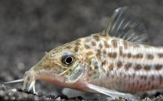 Brochis (sub-clade 3) robineae
