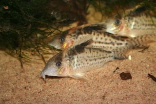 Brochis (sub-clade 3) robustus