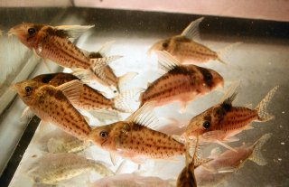 Brochis (sub-clade 3) robustus
