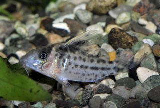 Brochis (sub-clade 3) robustus