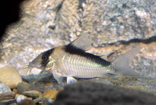 Brochis (sub-clade 3) sp. (C039)